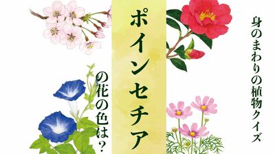 ポインセチアの花の色は?〈身のまわりの植物クイズに挑戦!〉