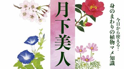【月下美人(ゲッカビジン)】咲いているところがめったに見られない植物園泣かせの花。花言葉は「ただ一度の恋」〈身のまわりの植物マメ知識〉