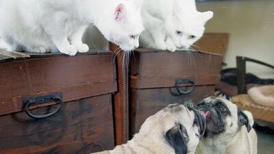 自分を猫だと思っているパグ。鏡を覗き込んだ時の反応は…〈フォトエッセイ〉