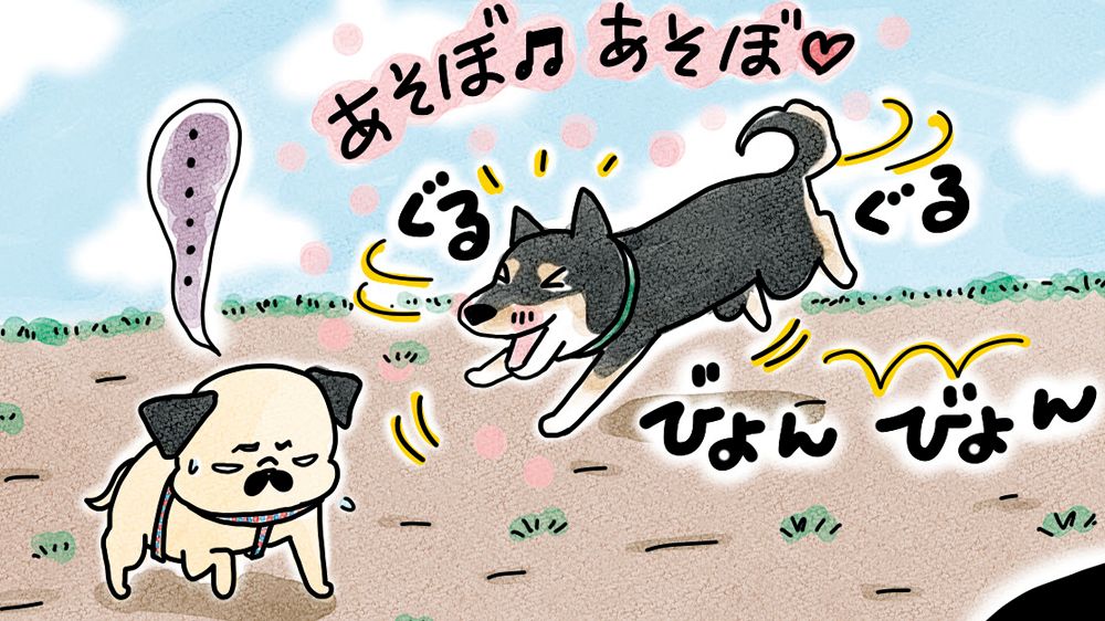 やんちゃな黒柴の妹分に絡まれて、ドン引きのパグだけど〈フォトエッセイ〉