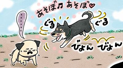 やんちゃな黒柴の妹分に絡まれて、ドン引きのパグだけど〈フォトエッセイ〉