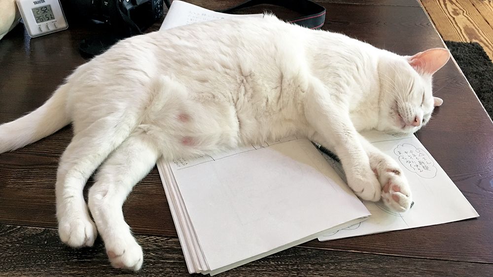 猫が5匹も集まれば、性格もそれぞれ、寝相もそれぞれ〈フォトエッセイ〉