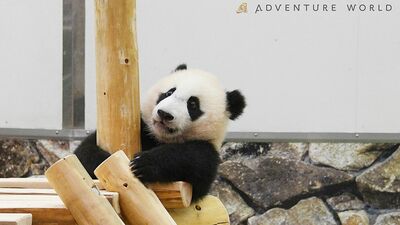 パンダの赤ちゃん・楓浜、新しい遊具で木登り上手になれるかな？〈和歌山・アドベンチャーワールド発〉