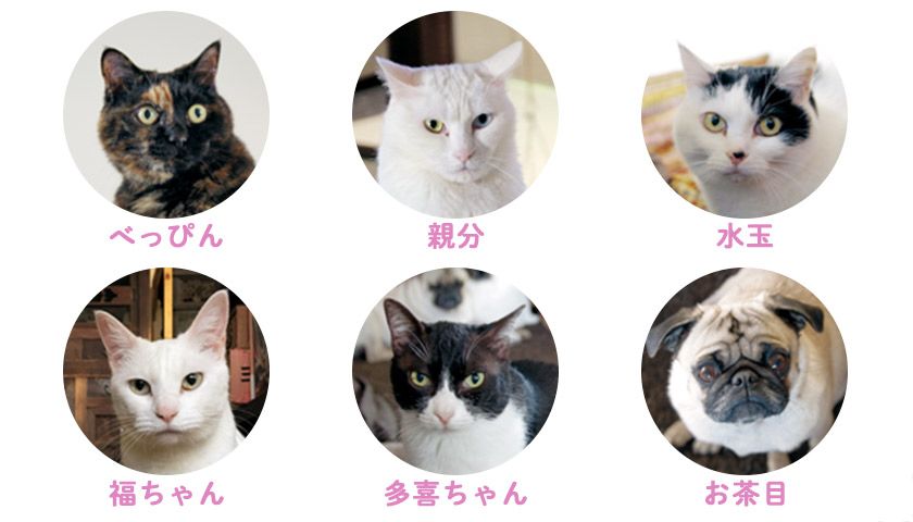1ワン5ニャンのコンプリート写真は難しい〈フォトエッセイ〉