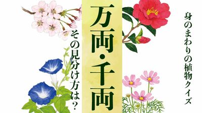 万両と千両 その見分け方は?〈身のまわりの植物クイズに挑戦!〉