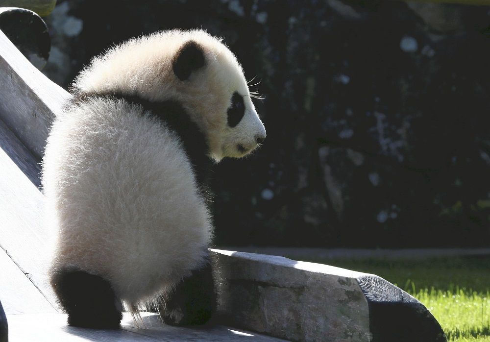 2ページ目 ますます過熱するパンダ人気 コロナ禍に生まれたジャイアントパンダの赤ちゃんたちが 明るい話題を提供中 教養 婦人公論 Jp