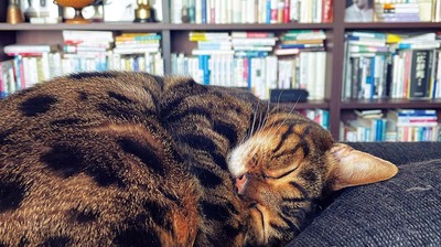 ヤマザキマリ「書棚を見せてほしい」という取材依頼が増えたのは、何かと世知辛い今の時代だからこそ。書棚に本が並べば、とりあえず何とかやっていけそうな気にもなる