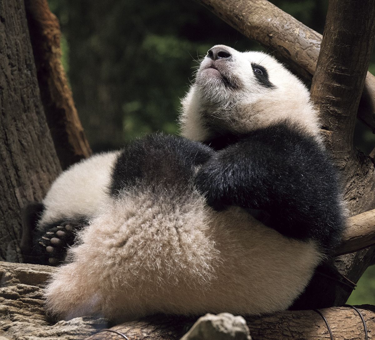 上野動物園 双子のジャイアントパンダ「シャオシャオ」「レイレイ