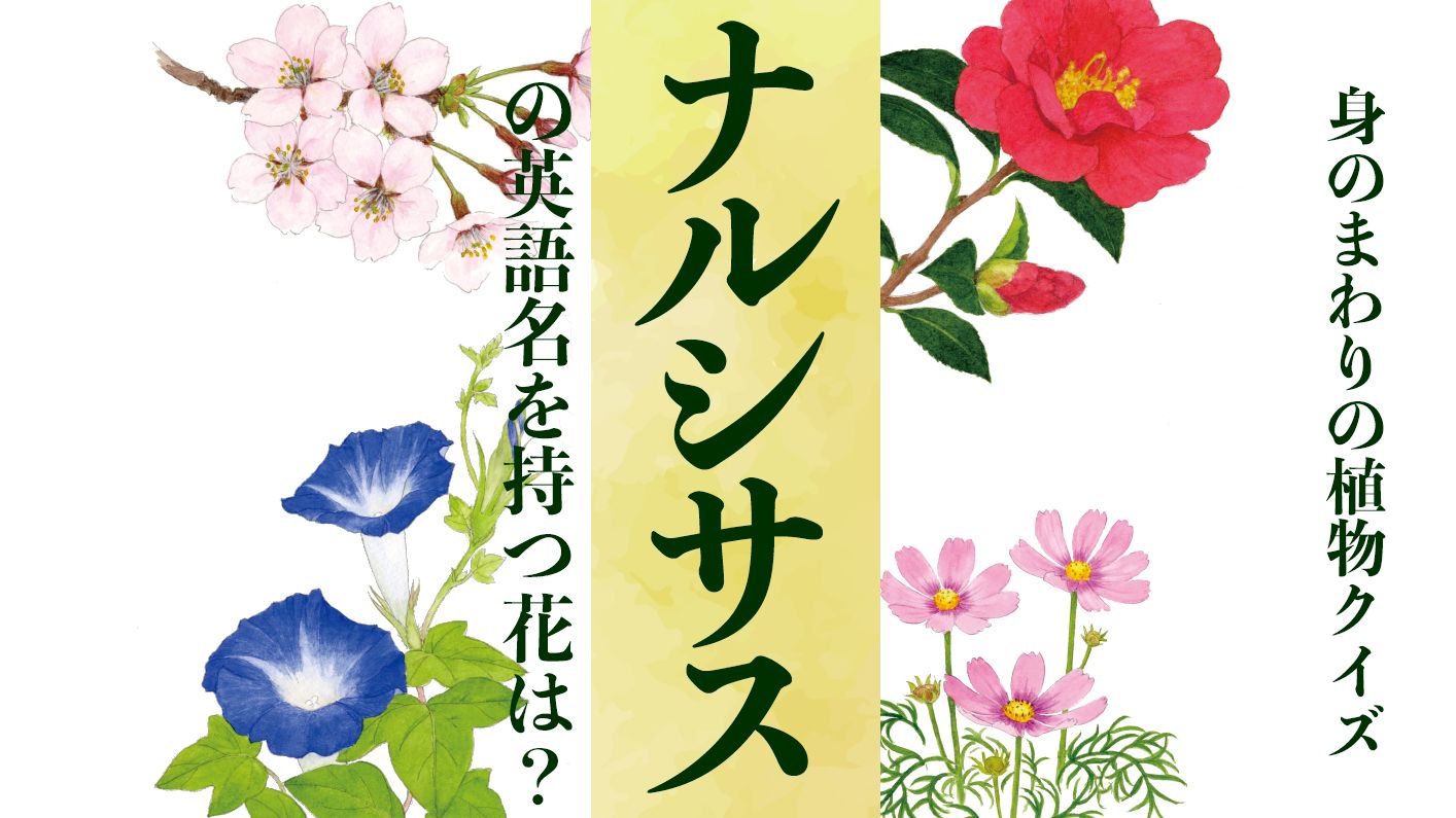 【ナルシサス】という英語名を持つ花は?〈身のまわりの植物クイズに挑戦!〉