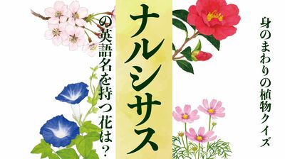【ナルシサス】という英語名を持つ花は?〈身のまわりの植物クイズに挑戦!〉