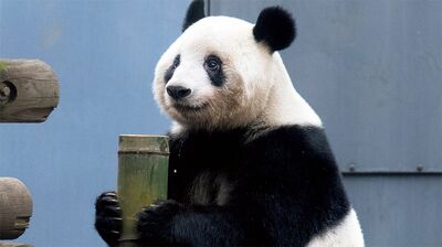 【パンダ日和】上野動物園の双子ジャイアントパンダ・シャオシャオとレイレイ、いよいよ公開！　姉・シャンシャンも愛らしい
