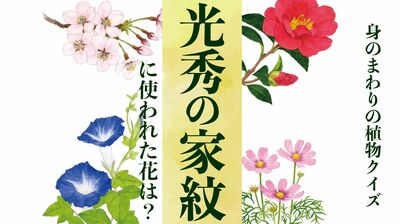 光秀の家紋に使われた花は?〈身のまわりの植物クイズに挑戦!〉