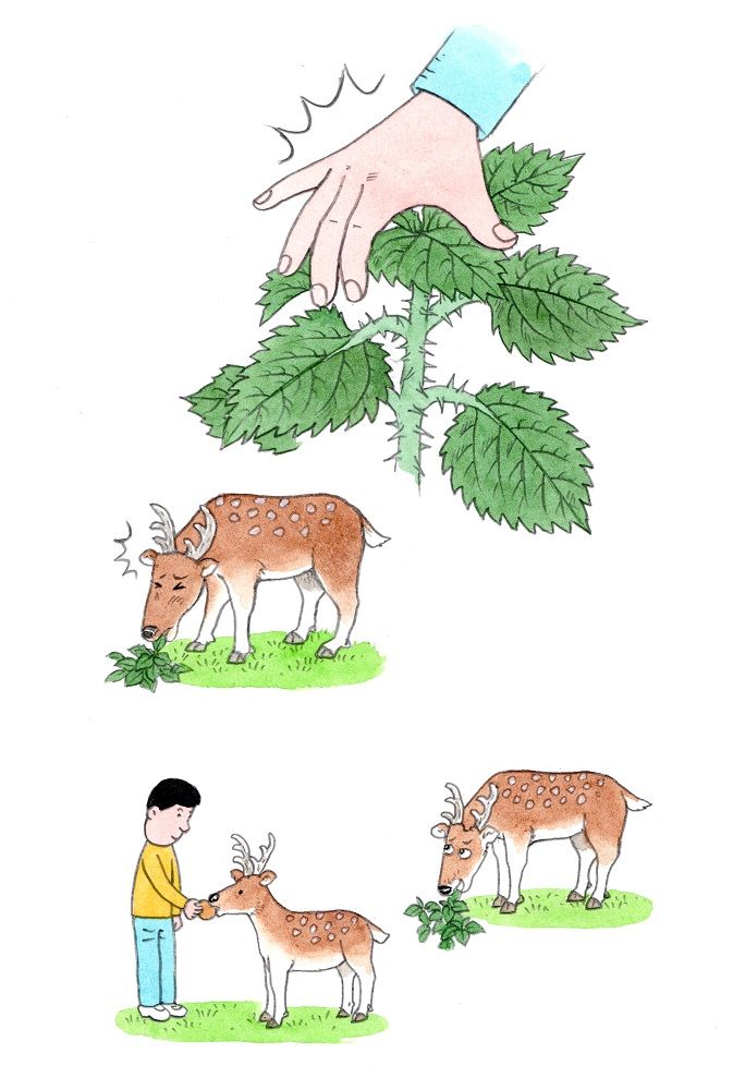 名前の由来が 疼ぐ ひいらぐ 鬼も逃げ出す ヒイラギ は最強の魔除け 婦人公論 Jp Goo ニュース