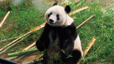シャンシャンの中国返還。上野動物園で泣いている方たちが大勢いたのも忘れられない。中国で良き伴侶に恵まれ、子孫を残してほしい