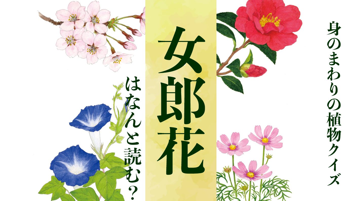【女郎花】はなんと読む?〈身のまわりの植物クイズに挑戦!〉