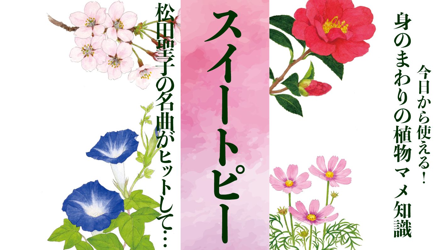 【スイートピー】松田聖子の名曲がヒットして「赤」が作られた〈身のまわりの植物マメ知識〉