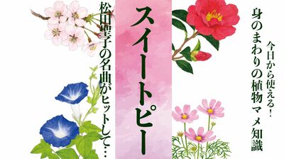 【スイートピー】松田聖子の名曲がヒットして「赤」が作られた〈身のまわりの植物マメ知識〉