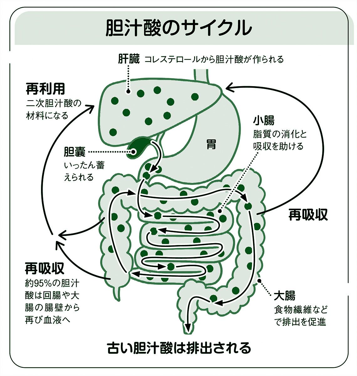 胆汁の作用はどれか 108回 _ 看護師国家試験 第114回 午後12問｜看護roo! [カンゴルー] – EHEZY