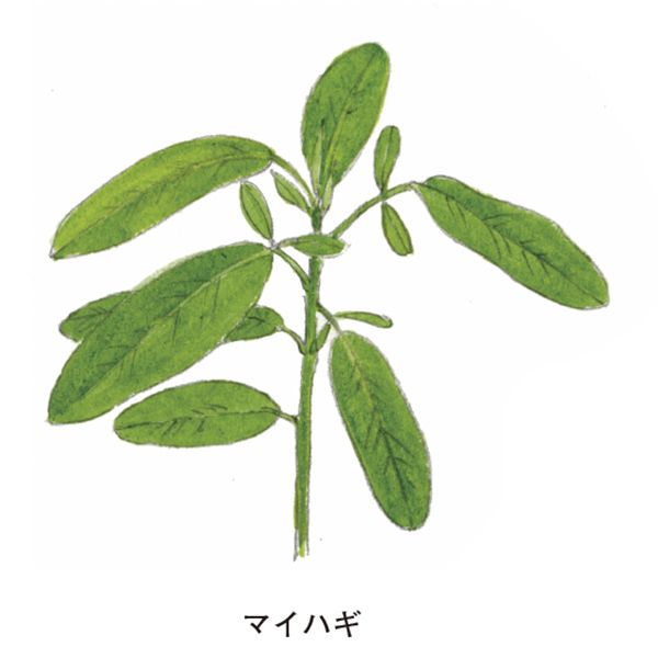 画像 写真 萩 ハギ 大伴家持が好み 万葉集 に最多登場 音に反応してひらひらと葉が揺れる種類も 身のまわりの植物マメ知識 教養 婦人公論 Jp