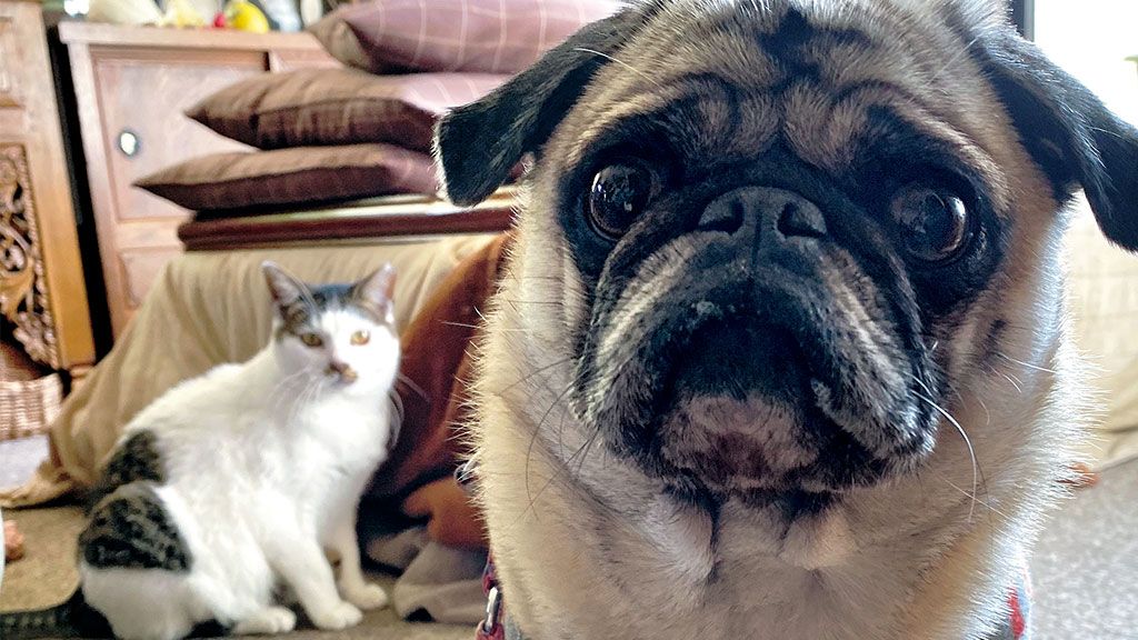 いつもびくびくしていた外猫を家の中へ。パグとの距離感は〈フォトエッセイ〉