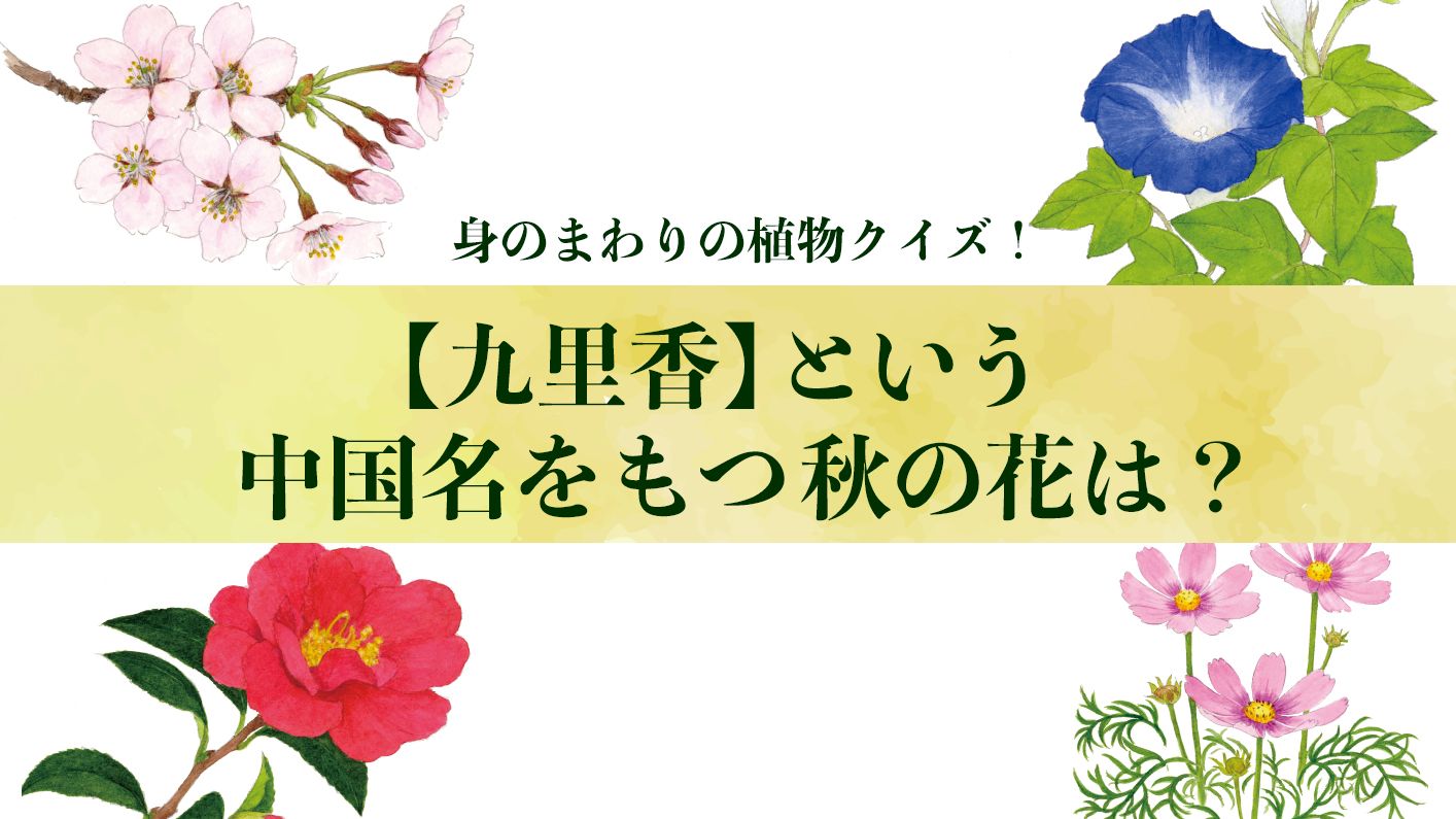 【九里香】という中国名を持つ秋の花は?〈身のまわりの植物クイズに挑戦!〉