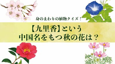 【九里香】という中国名を持つ秋の花は?〈身のまわりの植物クイズに挑戦!〉