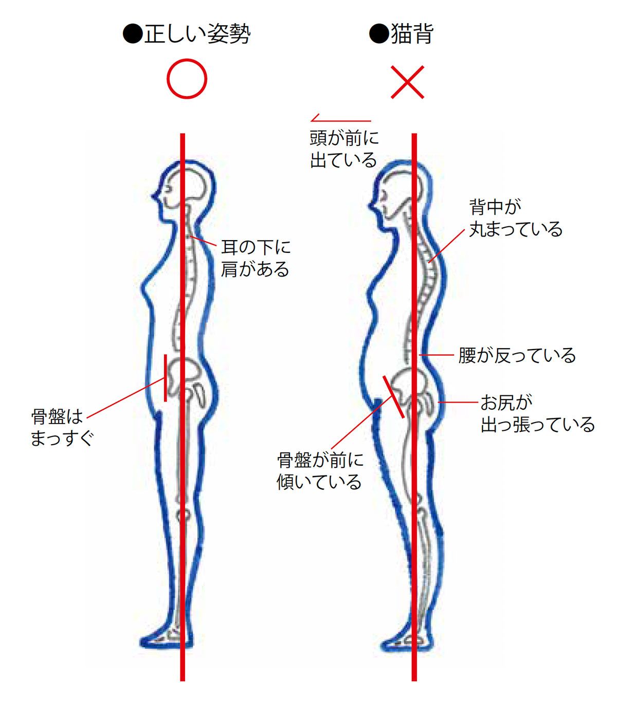 2ページ目 腰 膝 肩 関節に効く筋肉ストレッチ 健康 婦人公論 Jp