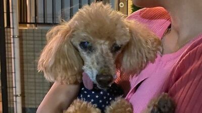 青木さやか「愛犬おっぽが亡くなって1年が過ぎた。わたしは今もあの時の悲しさを閉じ込めたままにしているんだと感じる」