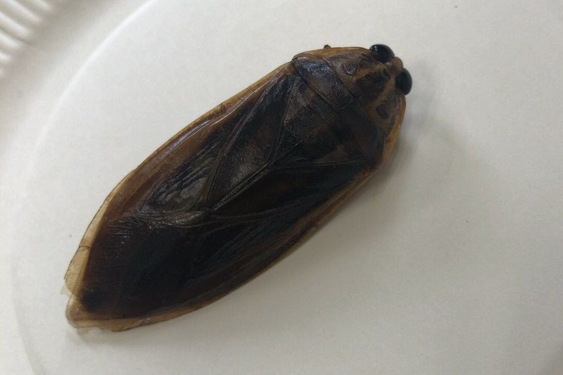 4ページ目 井上咲楽がすすめる昆虫食 入門者にはコオロギを 洋ナシのような香りのタガメも 井上咲楽 奥本大三郎 重松清 教養 婦人公論 Jp