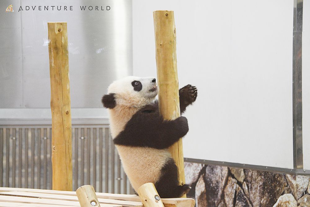 2ページ目 パンダの赤ちゃん 楓浜 新しい遊具で木登り上手になれるかな 和歌山 アドベンチャーワールド発 話題 婦人公論 Jp