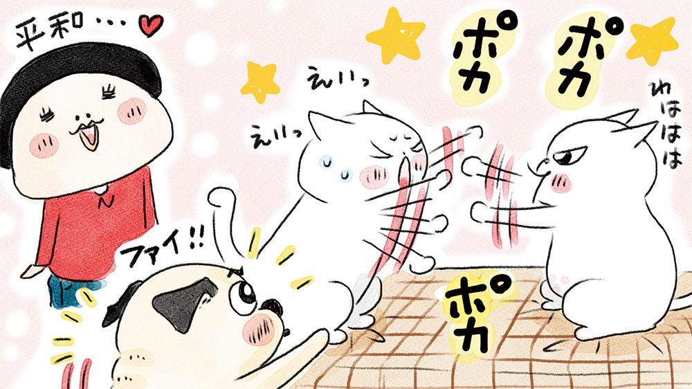 容赦なく猫パンチ! ポカスカ遊びで最弱猫は、強そうな名前の…