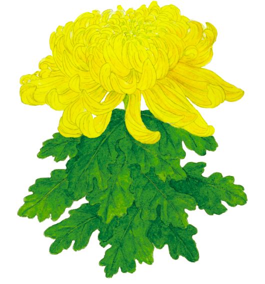 菊 キク 皇室の御紋 パスポート 50円玉 多くの日本人にとっての 心の花 は触ると育つ 21年11月28日 Biglobeニュース 菊 キク 皇室の御紋 パスポート 50円玉 多くの日本人にとっての 心の花 は触ると育つ 21年11月28日 Biglobeニュース