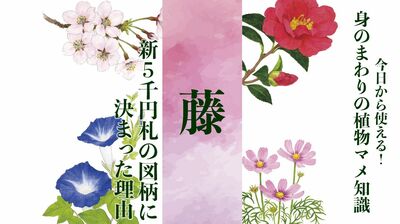 【藤】新5,000円札の図柄に決まった理由〈身のまわりの植物マメ知識〉
