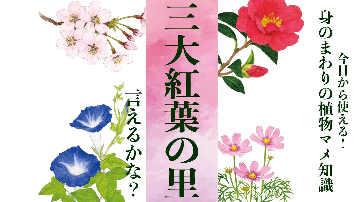 【三大紅葉の里】言えるかな?〈身のまわりの植物マメ知識〉