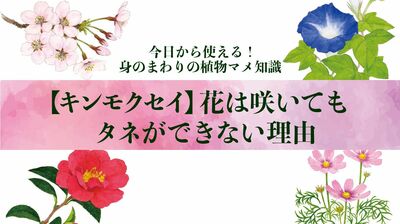 【キンモクセイ】花は咲いてもタネができない理由〈身のまわりの植物マメ知識〉