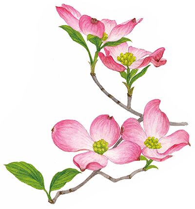 花水木 の花は薄紅色じゃない 身のまわりの植物マメ知識 婦人公論 Jp 日本の草花を四季に応じて紹介する 日本の ｄメニューニュース Nttドコモ