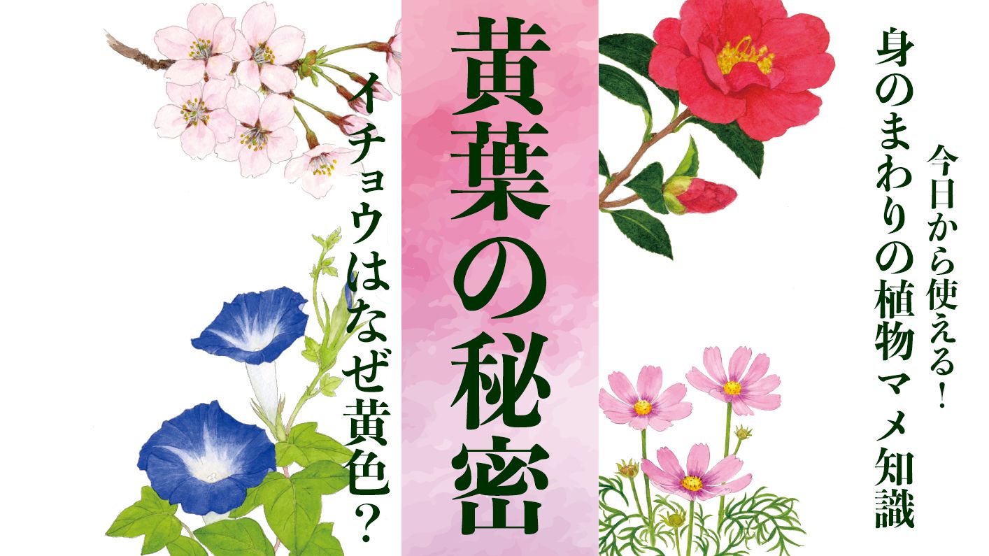 【イチョウの黄葉の秘密】なぜ黄色なのか?〈身のまわりの植物マメ知識〉
