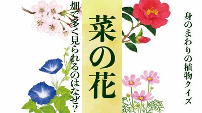 【菜の花】畑で多く見られるのはなぜ?〈身のまわりの植物クイズに挑戦!〉