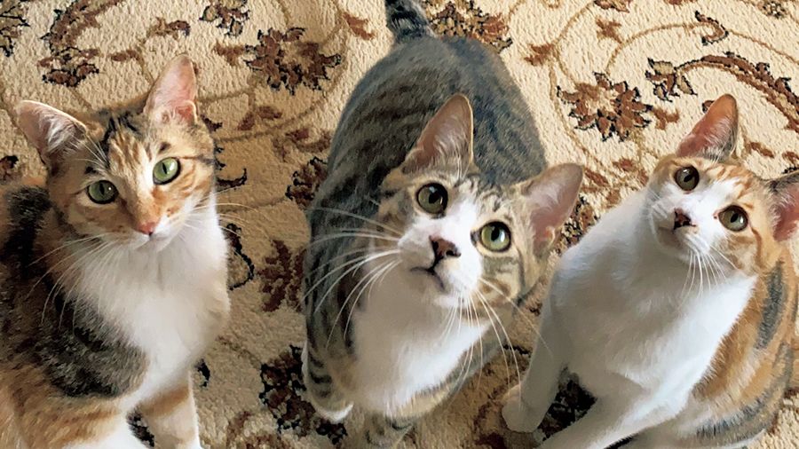 保護猫3兄弟が加入。ついに1ワン8ニャンの大家族に!〈お茶目っ子日記〉