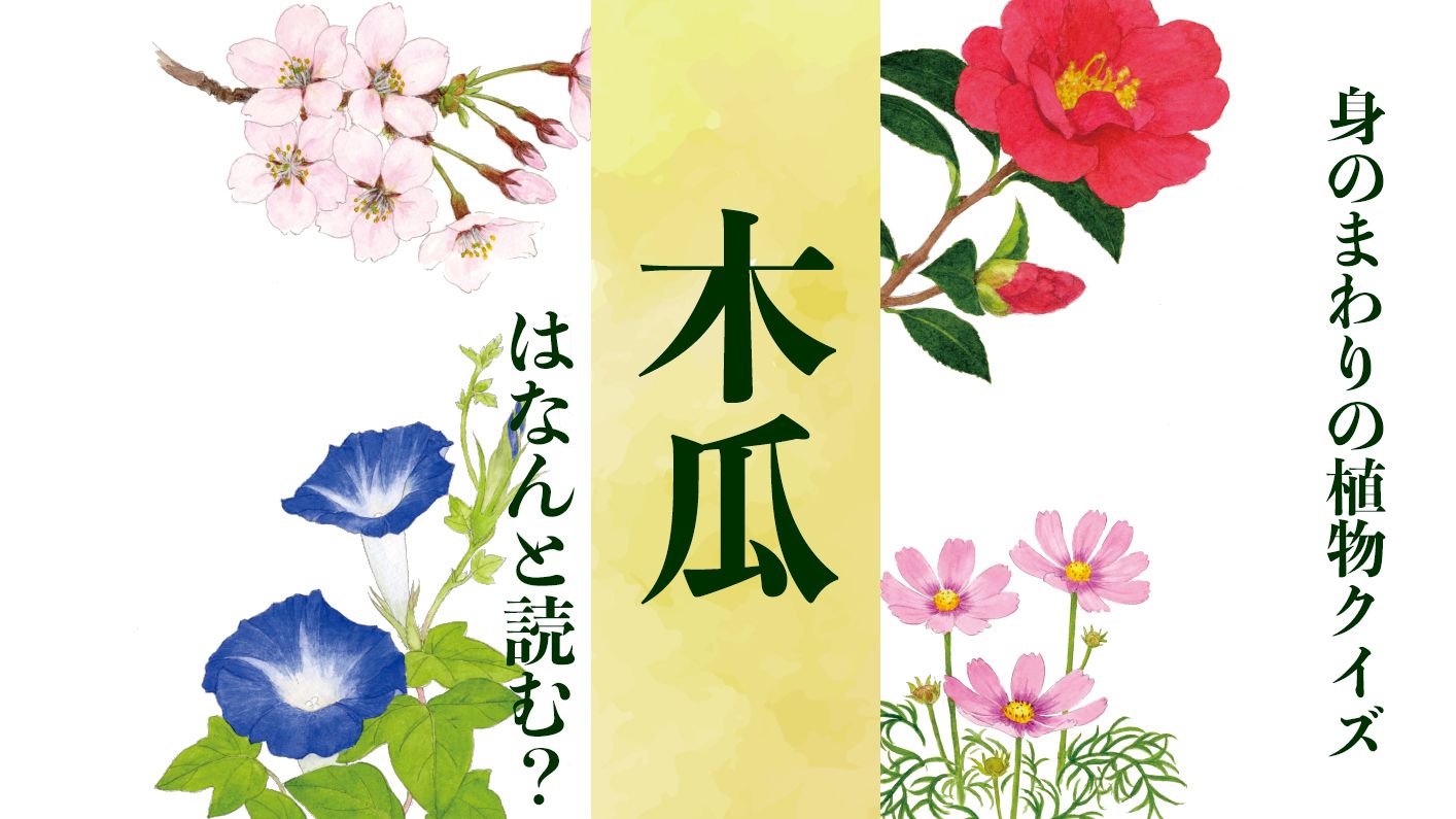 【木瓜】はなんと読む?〈身のまわりの植物クイズに挑戦!〉
