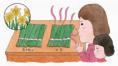 ニラと間違えて食べ死亡例も!「スイセン」は認知症用治療薬にも使われる