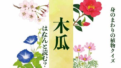 【木瓜】はなんと読む?〈身のまわりの植物クイズに挑戦!〉