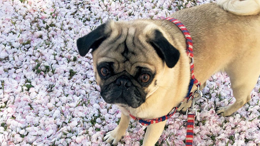 こちらが桜の似合うパグNo. 1のお茶目でございます〈フォトエッセイ〉