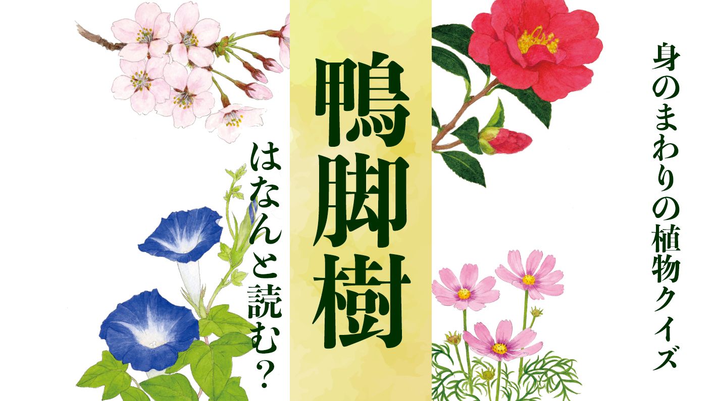 【鴨脚樹】はなんと読む?〈身のまわりの植物クイズに挑戦!〉