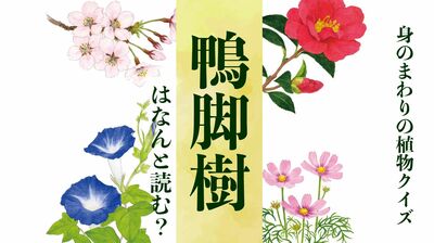 【鴨脚樹】はなんと読む?〈身のまわりの植物クイズに挑戦!〉