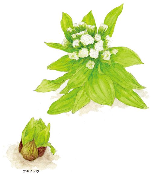 蕗 はなんと読む 身のまわりの植物クイズに挑戦 婦人公論 Jp 日本の草花を四季に応じて紹介する 日本の ｄメニューニュース Nttドコモ