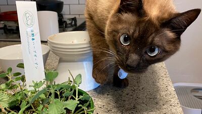 青木さやか「一年中カーテンをしめない生活をしている。植物を育てるようになったのはいつだろうか。1番の親友は20年一緒のパキラ」