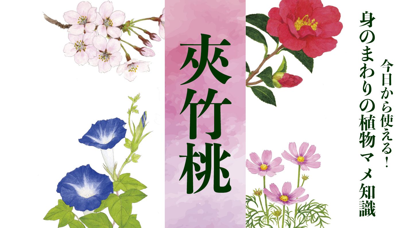 【夾竹桃(キョウチクトウ)】花言葉は「危険」。西南の役では食中毒者も。牧村三枝子の曲にも歌われた〈身のまわりの植物マメ知識〉