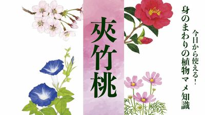 【夾竹桃(キョウチクトウ)】花言葉は「危険」。西南の役では食中毒者も。牧村三枝子の曲にも歌われた〈身のまわりの植物マメ知識〉