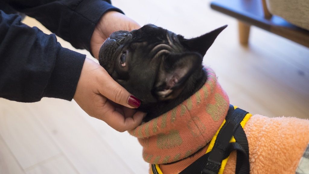 獣医師に聞く「ペットを飼うなら知っておきたい『いざという時』の心構え」【災害編】